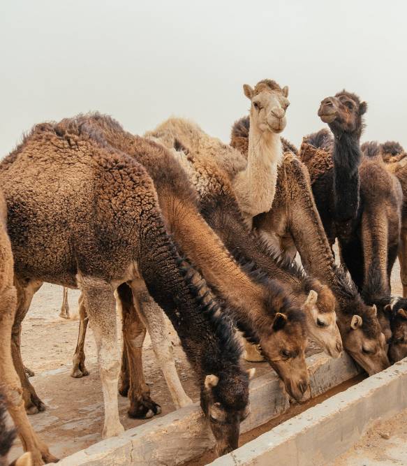 Camel care2