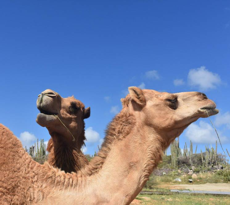 Camel care4
