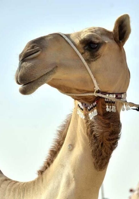 WhatsApp Image 2024-12-21 à 22.18.36_ccdbf9d6