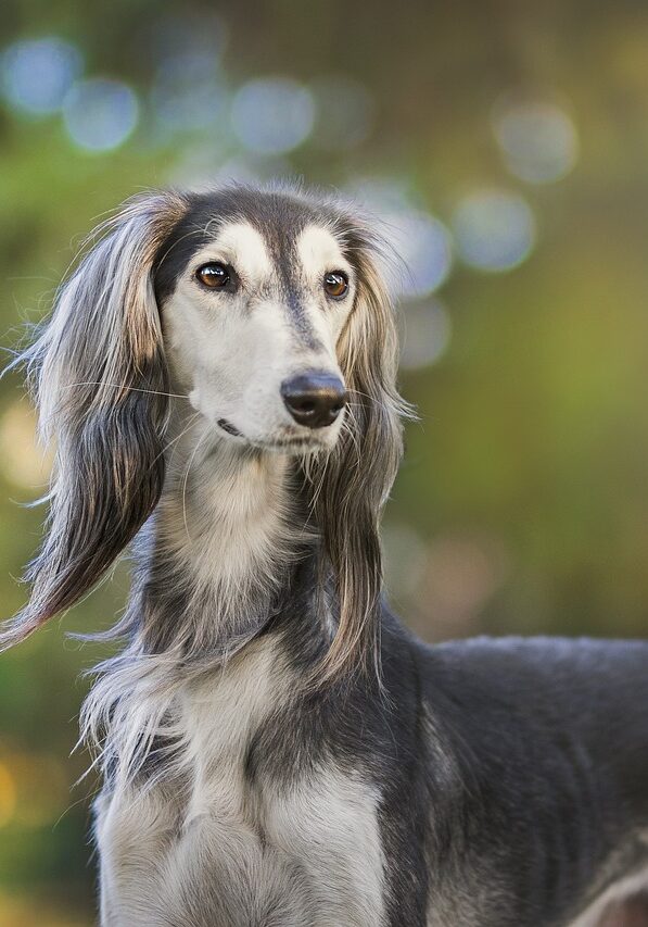 animal-company-3047244_1280