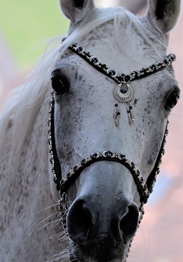 main-and-state-stud-marbach-3457821_1280