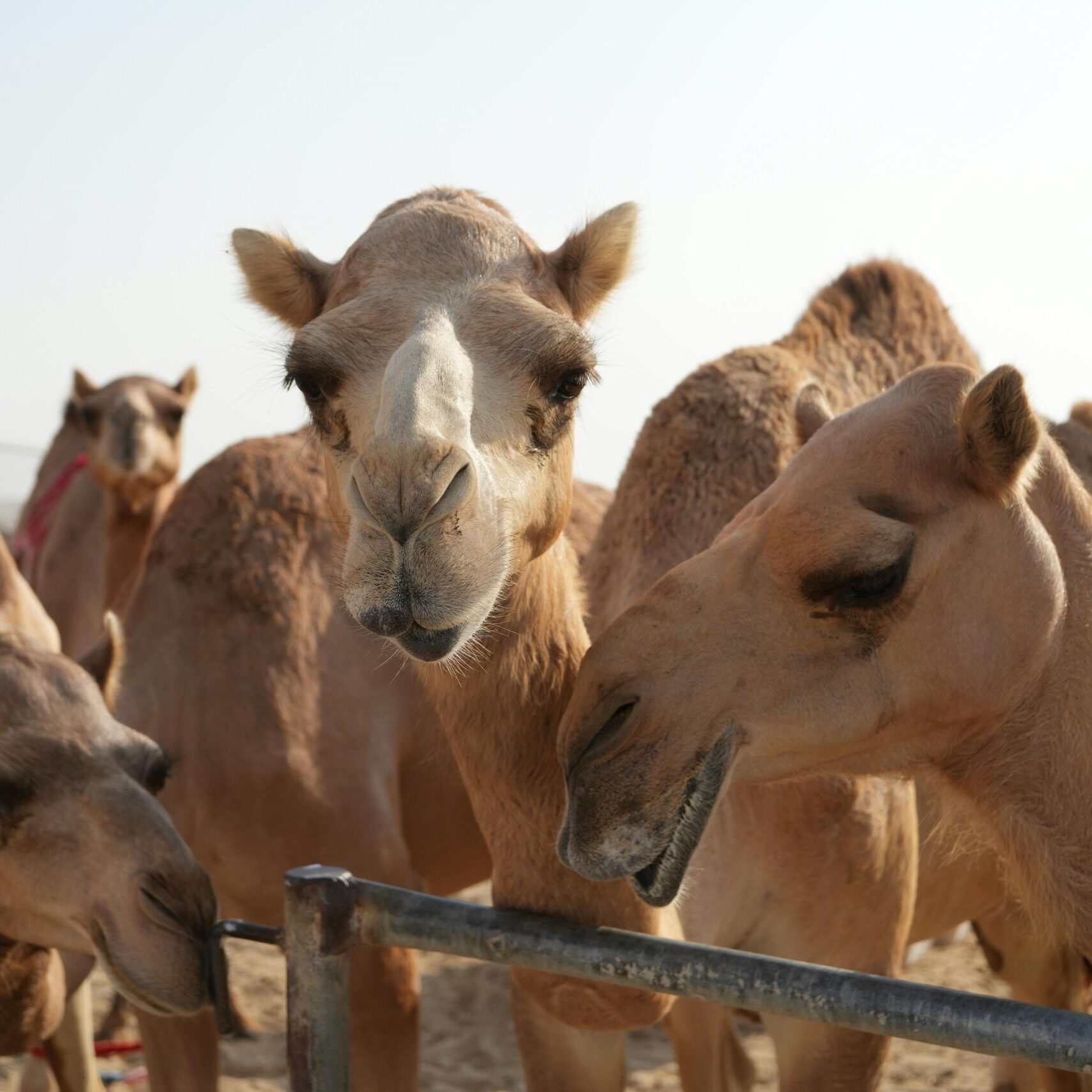 pexels-gabriele-niek-688131453-19290905